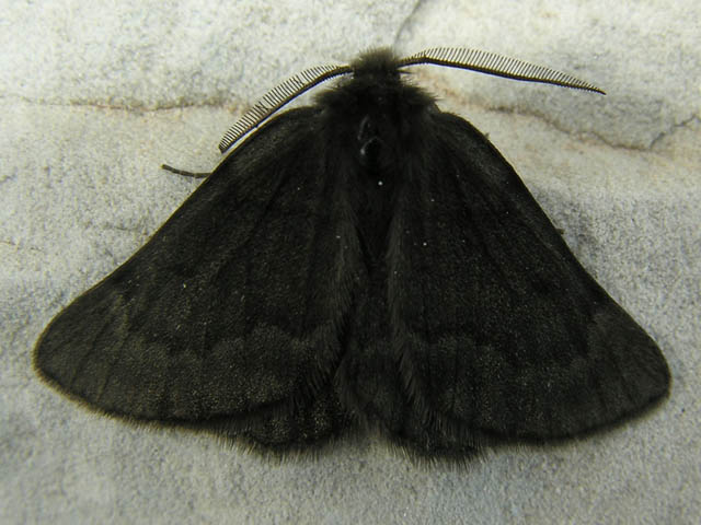 Sciadia tenebraria (Geometridae, Ennominae)